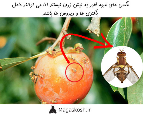 عوارض ناشی از مگس میوه