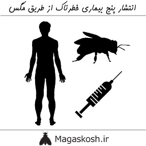 انتشار بیماری های خطرناک ناشی از مگس