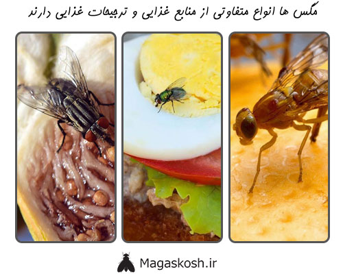 ترجیحات تغذیه ای متفاوت در مگس ها